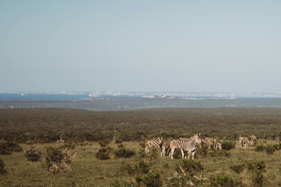 FIH Fotografie » Zuid Afrika